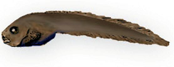 Eutelichthys leptochirus_01.jpg